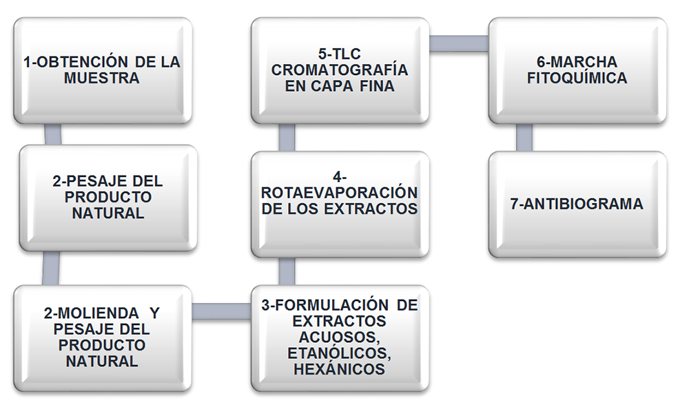 Figura 1: Organigrama de obtención de la muestra de M.indica