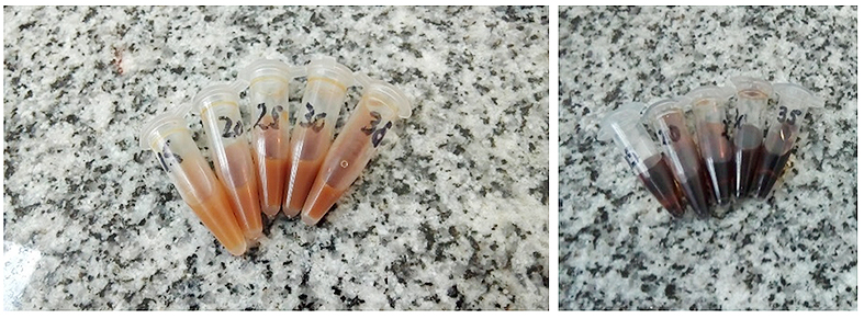 Figura 5: Extractos de corteza externa e interna de M.indica.