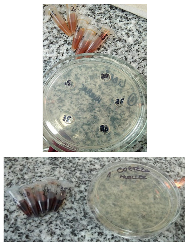 Figura 8: Actividad antimicrobiana de los extractos de corteza externa e interna de M. indica