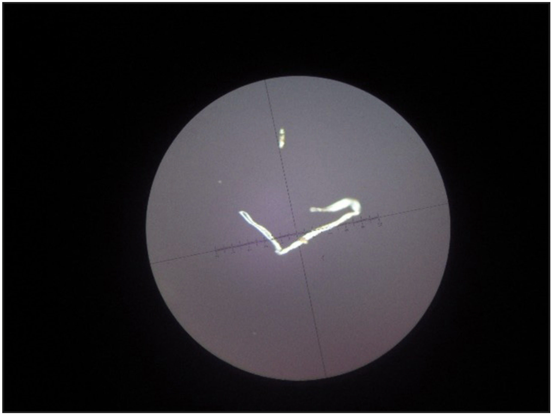 Figura 3. Fotografía del microscopio de luz polarizada (Carl Zeiss) en 5X, donde se observa desprendimiento de fibra de papel de un cono marca zipperer.